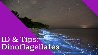 Dinoflagellates Identification and Tips [upl. by Cicily]