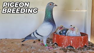 Basic PIGEON Breeding Requirments [upl. by Starla552]