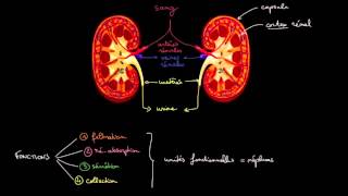 Inflammation du pancréas pancréatite [upl. by Gratt]