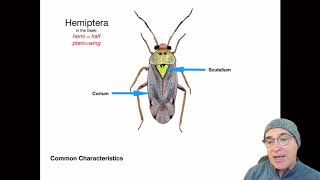 Introduction to the Order Hemiptera [upl. by Irec]