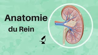 How the Body Works  The Pancreas [upl. by Breana]