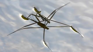 Water strider  walking on water [upl. by Flosser]