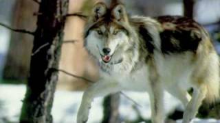 All About Grey Wolves [upl. by Aiden]