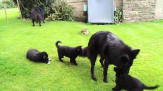 Groenendael puppies playing outside [upl. by Dulcie]