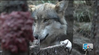 Gray Wolf Reintroduction [upl. by Northey]