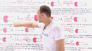 Fatty Acid Synthesis [upl. by Robena292]