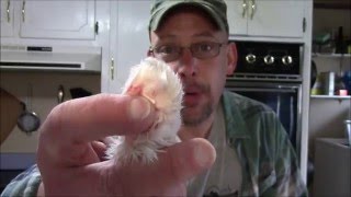 How to Make a Rabbits Foot Keychain [upl. by Nnaecyoj688]