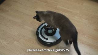 Cat shows HOW TO use iRobot Roomba Vacuum [upl. by Cecilio]