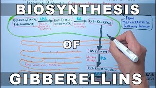 Biosynthesis of Gibberelins [upl. by Benn376]