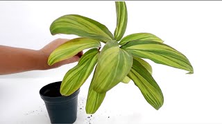 How to Grow and Care Cordyline Fruticosa Kiwi from Cuttings [upl. by Yrian373]