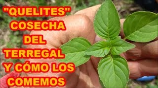 QUELITES GRATIS COSECHA Y PREPARACIÓN DE ALIMENTO 🍀🍀🍵🍵 HIERBA PRODIGIOSA [upl. by Nagah]