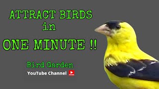 Attract Birds In ONE MINUTE  TOP 5 Bird Attractants [upl. by Oyek]