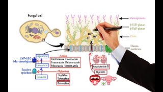 Pharmacology – ANTIFUNGAL DRUGS MADE EASY [upl. by Berlyn106]