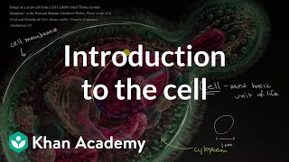 Introduction to the cell  Cells  High school biology  Khan Academy [upl. by Eniledgam]