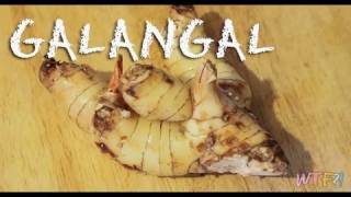 What Is Galangal  How to Make Candied Galangal Recipe [upl. by Sirmons]