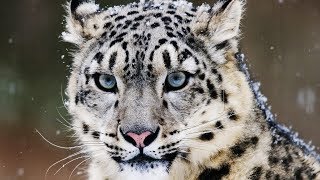 10 Incredible Facts About the Snow Leopard [upl. by Norrad]