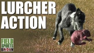 Fieldsports Britain  Lurcher action [upl. by Frazer]