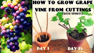 How To Grow Grape Vine From Cuttings At Home FAST N EASY [upl. by Nida]