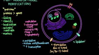 Post Translational Modifications [upl. by Sybil223]