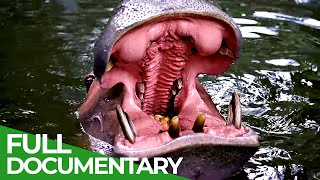 Wildlife  Episode 4  Worlds Largest Land Animals Hippos amp Rhinos  Free Documentary Nature [upl. by Nanaj859]