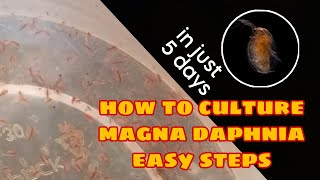 How to Culture Magna Daphnia Easily [upl. by Llemor]