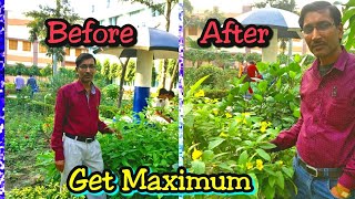 How to get Maximum Blooms in Tecoma Plant in Just 20 Days [upl. by Brader]