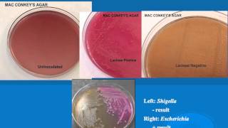 microbiology lab practical information part 1 [upl. by Namreg440]