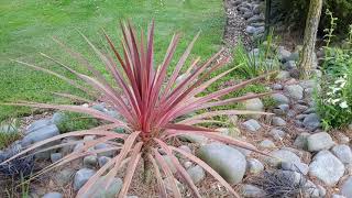 Ep8This weeks feature plant Cordylines [upl. by Ajed842]