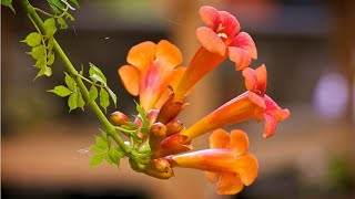 How to propagate Orange Trumpet Vine Tecoma Vine through cutting [upl. by Chiarra]