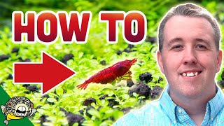 How To Breed Cherry Shrimp [upl. by Judith]