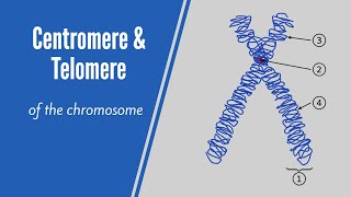 What Are Centromere amp Telomere [upl. by Ellehsar]