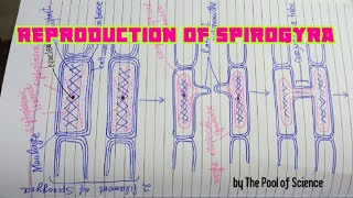 BS botany Semestr I amp IIReproductionLife Cycle of Spirogyra by The Pool of Science [upl. by Uno]