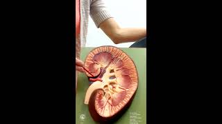 Urinary System Anatomy and Physiology II [upl. by Eisak]