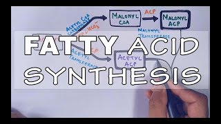 Fatty Acid Biosynthesis  Part II [upl. by Fransis501]