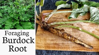 Foraging for Burdock root [upl. by Hubbard494]