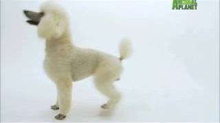 Dogs 101  Poodle [upl. by Av]