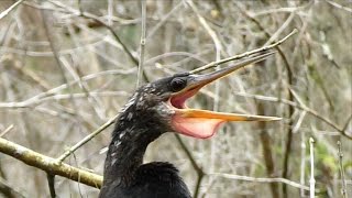 Anhinga Calling FYV [upl. by Ytsirk]