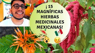 15 Hierbas medicinales originarias de México  Plantas originarias de México [upl. by Coppock]