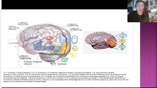 Agnosias Neuropsicologia [upl. by Enilrac]