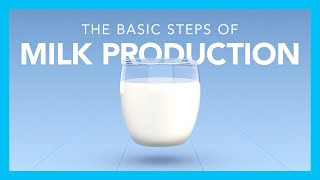 The basic steps of milk production [upl. by Cinimod]