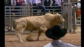 PBR 1994 Bodacious bucks off Clint Branger [upl. by Kamal]