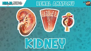 Renal  Kidney Anatomy Model [upl. by Vin854]