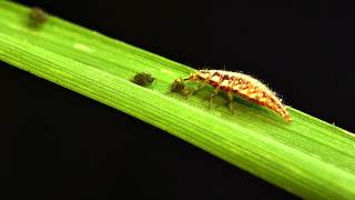 Green lacewing larvae vs bird cherryoat aphid [upl. by Tomi]