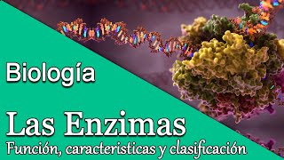 Clase de Biología Las Enzimas función características y clasificación [upl. by Yve552]