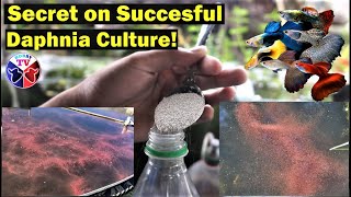 How to Culture Daphnia Successfully [upl. by Melak937]