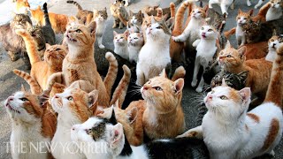 Why Humans Are Obsessed with Cats  Annals of Obsession  The New Yorker [upl. by Akira]