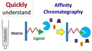 Affinity chromatography [upl. by Auehsoj43]