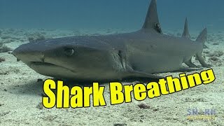 How Do Sharks Breathe  SHARK ACADEMY [upl. by Hubey520]