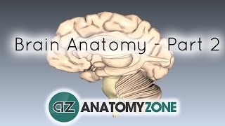 Basic Parts of the Brain  Part 2  3D Anatomy Tutorial [upl. by Rehpinej]