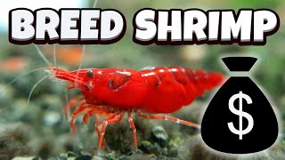 How to Breed Shrimp  A full guide [upl. by Salaidh]